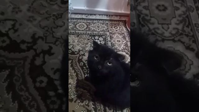 Старый кот подпевает хозяйке