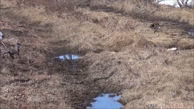 Природа Якутии. Часть 3. Встреча с медведем в тайге. смотреть онлайн