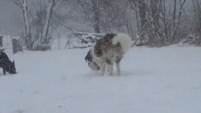 Saint Bernard dog vs Sherman Shepherd-Husky mix смотреть онлайн