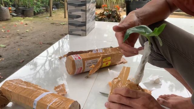 Unboxing paket alocasia new guenea gold смотреть онлайн