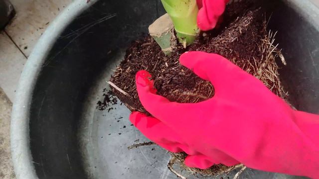 HOW TO GET RID OF ANTS RIGHT AWAY | ANTS IN DUMB CANE FIX смотреть онлайн