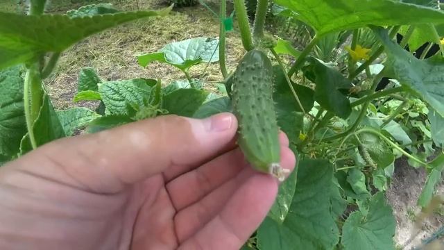 Огурцы прут и не болеют, внесите под огурцы в июле августе! 100% Копеечное рабочее средство огурцы смотреть онлайн