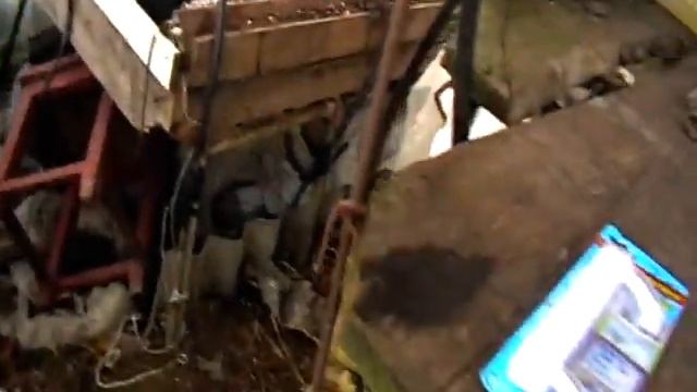 Как я укрываю ИНЖИР зимой 2021 г. Николаев (Часть 1) смотреть онлайн