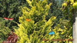 Кипарисовик лавсона Ивонне ? обзор: как сажать, саженцы кипарисовика Ивонне