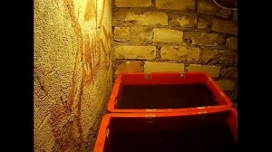 Дендробена венета .Червь дендробена. Можно ли заработать миллион.Разведение червя.Червь для рыбалки