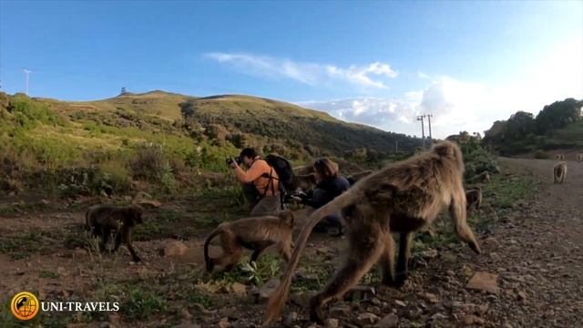 В 1 метре от бабуинов Гелада! Эфиопия смотреть онлайн