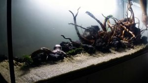 Запуск аквариума 600 литров