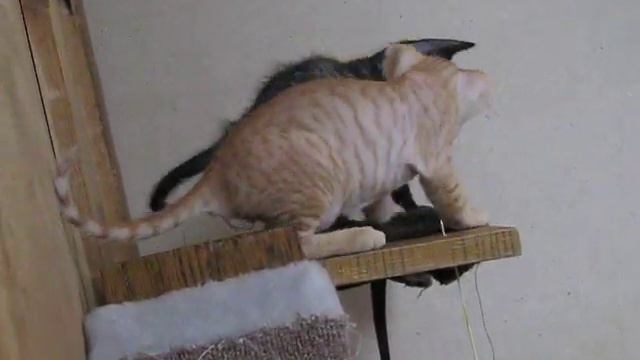 девочк смотреть онлайн