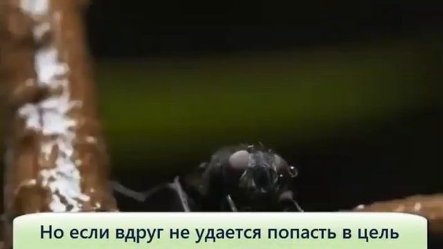 Брызгун рыба снайпер который не промахивается смотреть онлайн