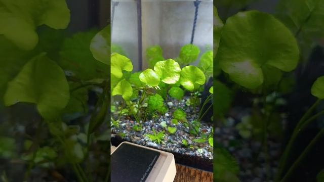 Красота когда чисто.... смотреть онлайн