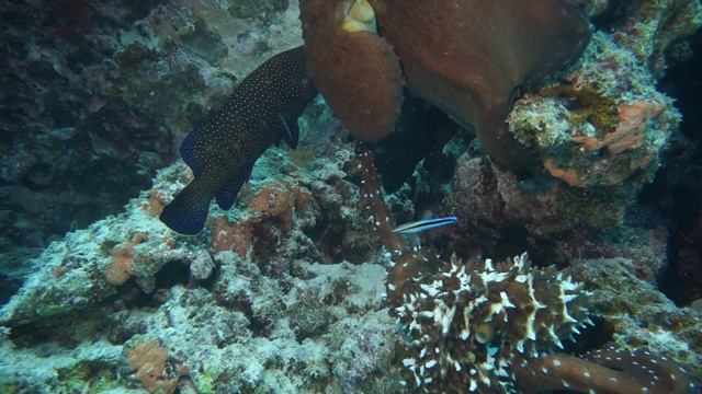 #octopus #осьминог Брачные игры осьминогов. Mating Games  Octopuses