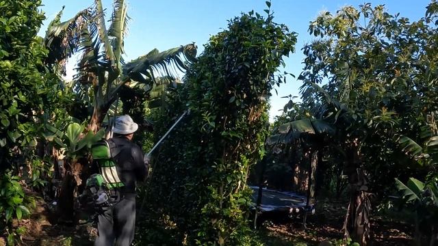 Азорские острова. Играю на свадьбе. Воскресные работы в саду. смотреть онлайн