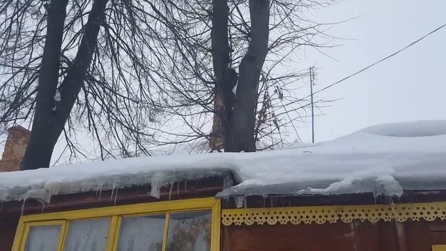 Эту страну не победить! ЗДЕСЬ ЖИВЕТ ГРИНПИС! Дерево проросло сквозь дом! смотреть онлайн
