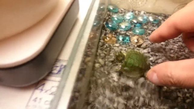 Trachemys scripta (Красноухая, Желтобрюхая) смотреть онлайн