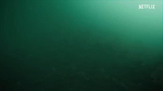 Акулы в Париже (2024) смотреть онлайн