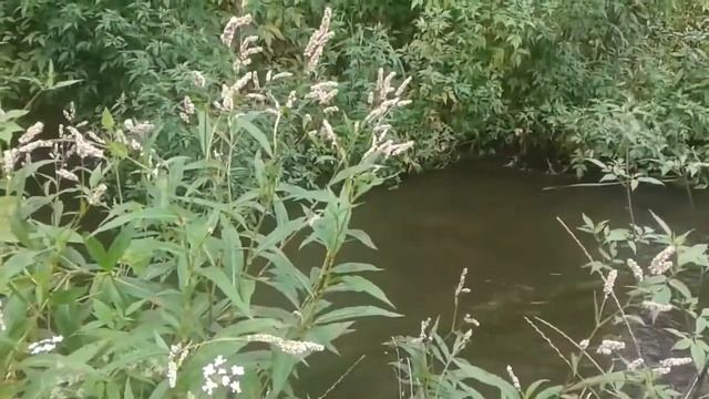 Горец перечный или водяной перец.Полезные свойства и противопоказания смотреть онлайн