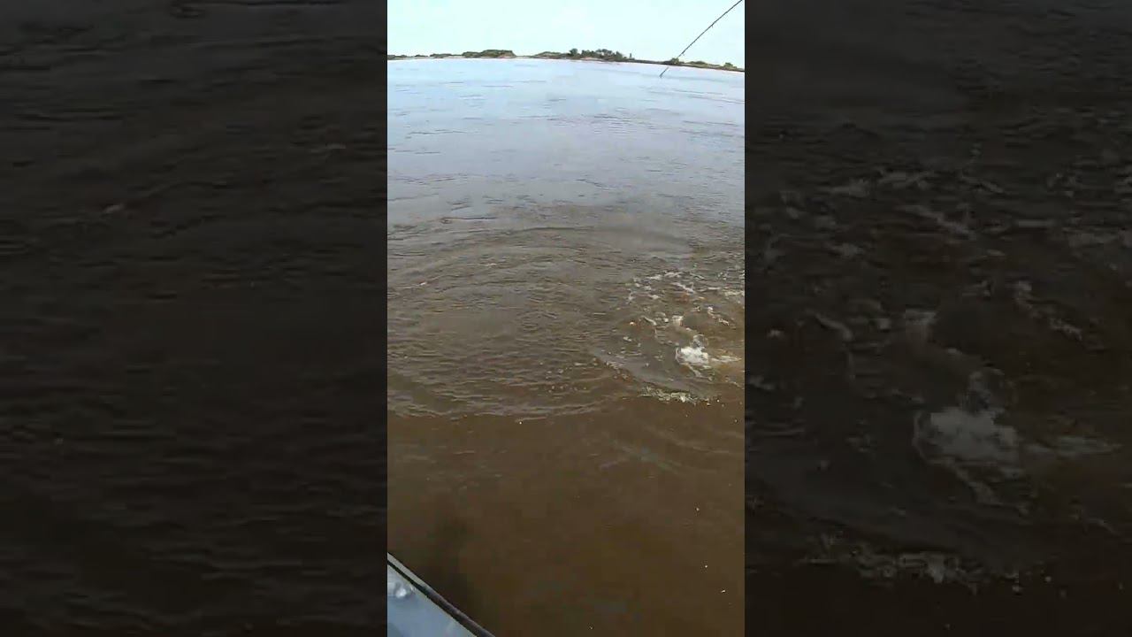 Бешеная поклёвка #рыбалка #яспиннингист смотреть онлайн