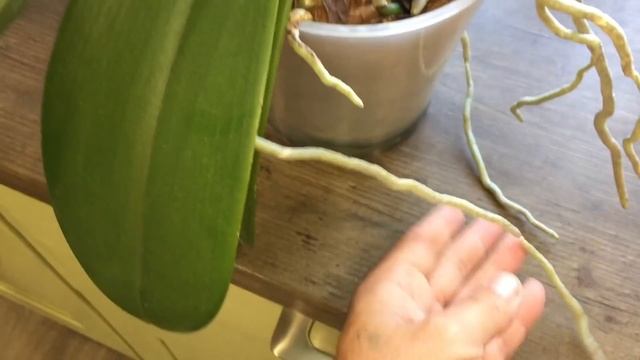 на цветение орхидеи влияет удобрение или нет? смотреть онлайн