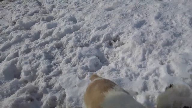 Шенки алабая 1.5 мес. гуляют на улице смотреть онлайн