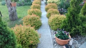 Ландшафтный дизайн моего участка. Как Планировала и что получилось. Малоуходные Миксбордеры #garden