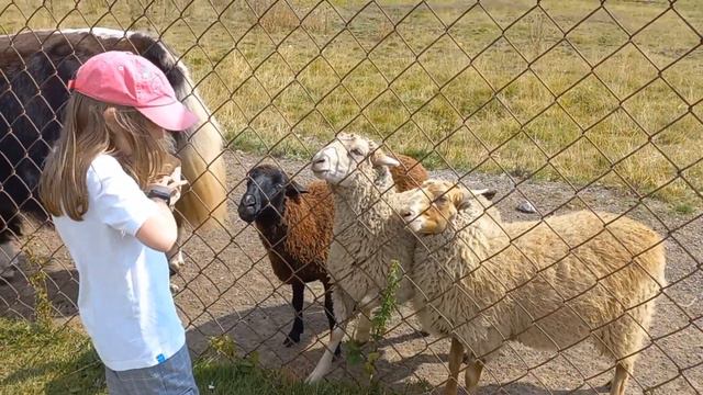 контактный зоопарк смотреть онлайн