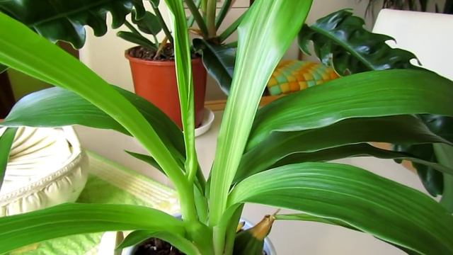 Зигопеталум - это не кактус! Или нарочно не придумаешь))) смотреть онлайн