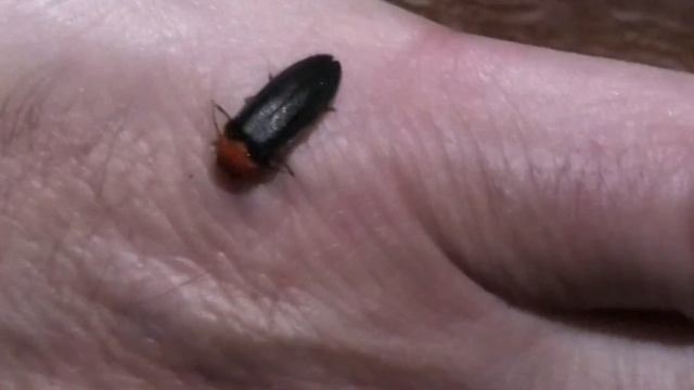 Светлячок. Живой и светится! смотреть онлайн