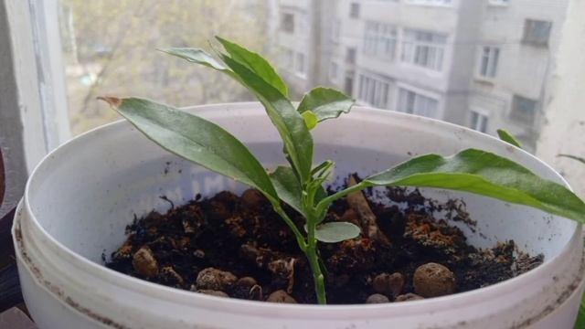 моё хобби, люблю рисовать и выращивать цветочки. смотреть онлайн