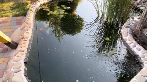 Уход за прудами на участке с рыбами и без