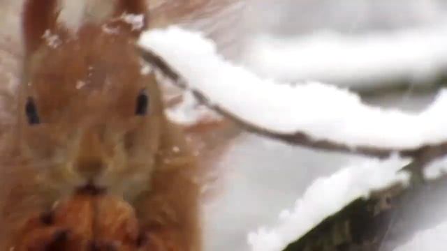 Белка ест орехи в лесу Это надо видеть смотреть онлайн