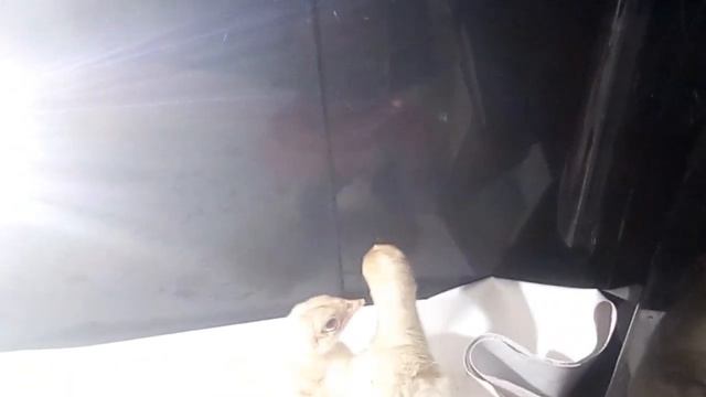 Завели индюшат🐥!!! Как живут??? Выпуск 1!!! смотреть онлайн