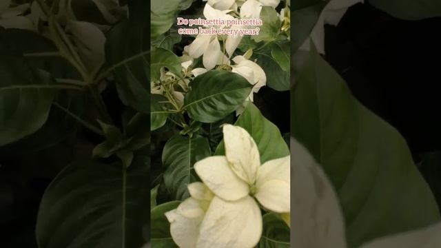 Poinsettia | Christmas Flower | Euphorbia Pulcherrima смотреть онлайн