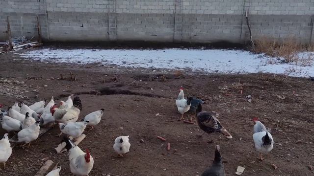 Порода тооктор ~ Адлерская серебристая эң кирешелүү тоок смотреть онлайн