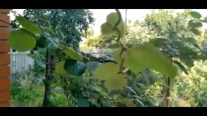 Киви.Самый морозостойкий сорт.Выращивание.Правила посадки.Легкий способ размножения
