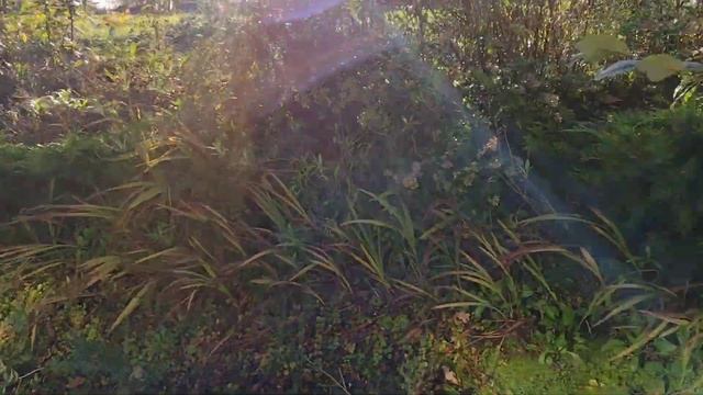 Potato vine to Iberis flowers смотреть онлайн