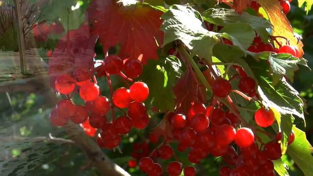 Ой, у лузі червона калина... Виконує тріо Сауленків. смотреть онлайн