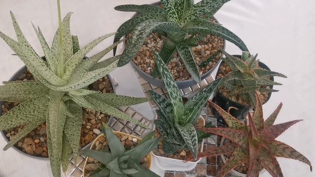 Алоэ в моей коллекции, интересные факты про алоэ. #алоэвера #aloevera #aloe смотреть онлайн