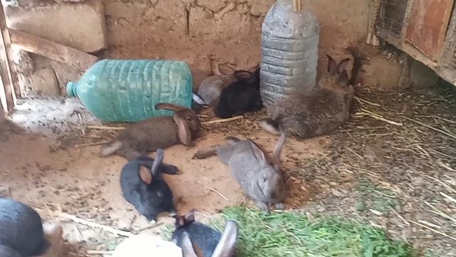 раскрываем секрет жизни кроликов: Как Они Отдыхают? смотреть онлайн