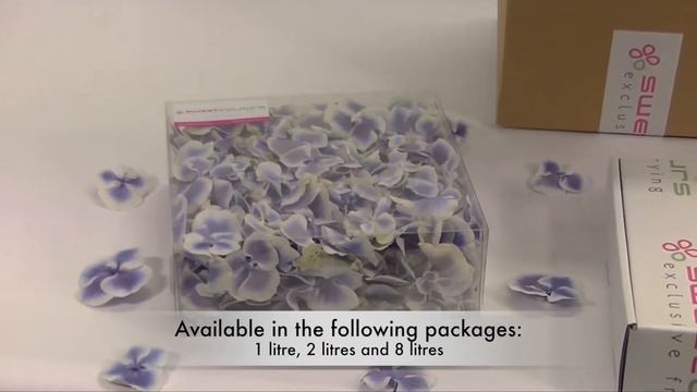 Hydrangea Petals 'Lilac & White'