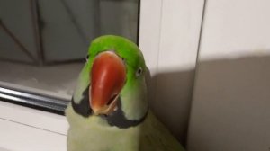 Александрийский попугай Шурик!