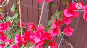 #БУГЕНВИЛЛИЯ -хотите такое цветение?...Уход и выращивание в домашних условиях.