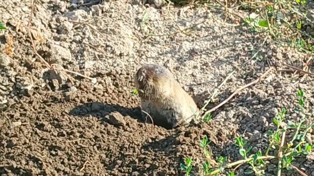 Фото охота на Крота. А может это не крот? смотреть онлайн