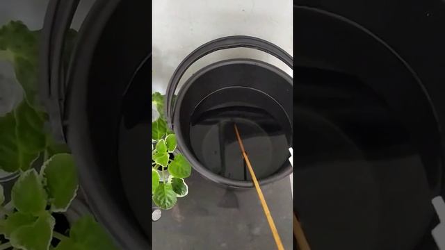 Фиалка! Чем обработать от клеща смотреть онлайн