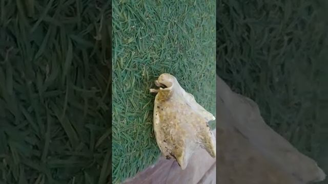 Гигантский Рапан смотреть онлайн