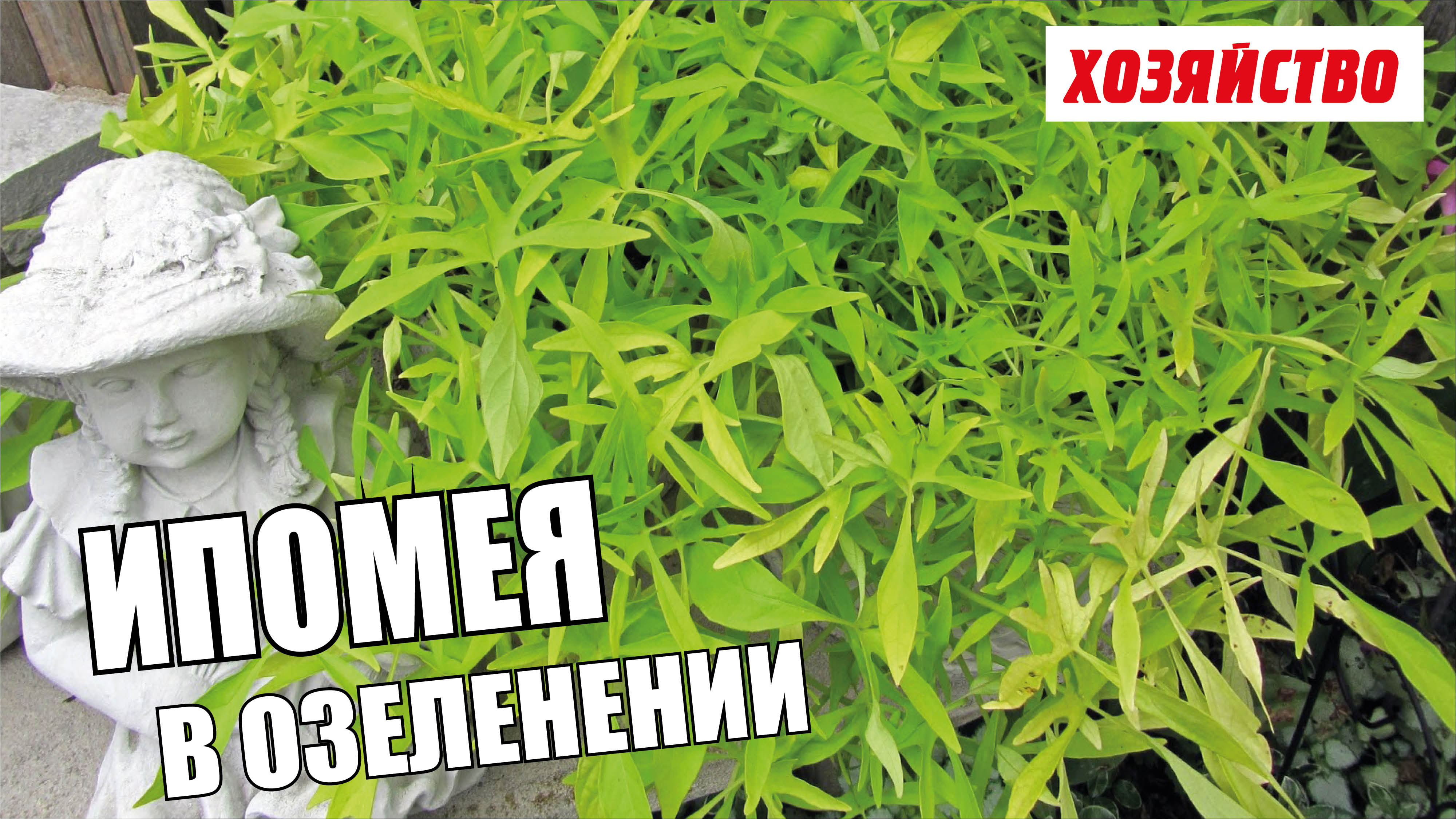 Ипомея батат – новая фишка в озеленении