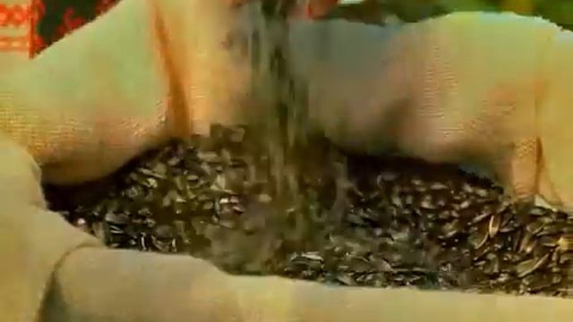 Рекламный ролик "Масло Солнечное" смотреть онлайн