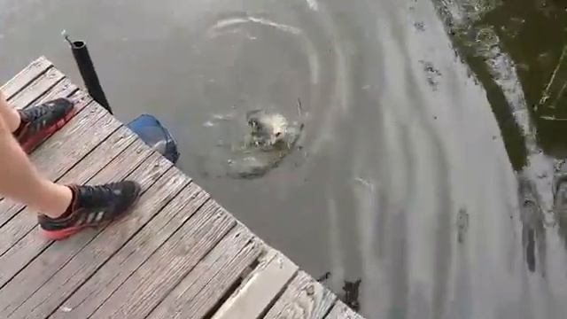 Поймал большую рыбу смотреть онлайн