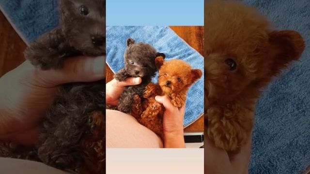 Пapoчка кyдрявыx пиpoжкoв смотреть онлайн