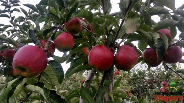 Dutch Early Jonagold harvest 2017 смотреть онлайн