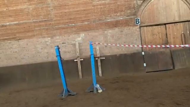 Продажа Ахалтекинских лошадей Sale of -Teke horses https://akhaltekellc.com смотреть онлайн